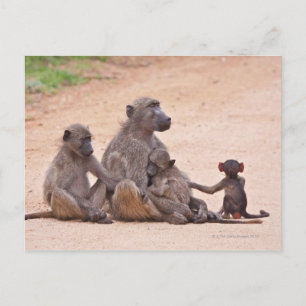 Baboon family sitting on ground postcard