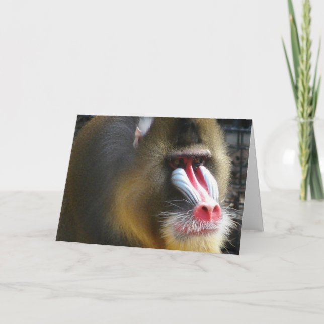 Baboon Greeting Card (Front)