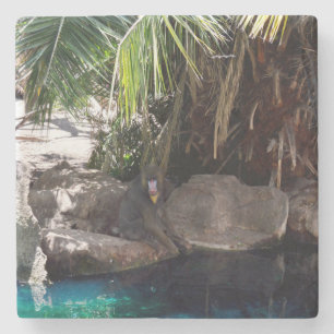Baboon In Paradise, Stone Coaster