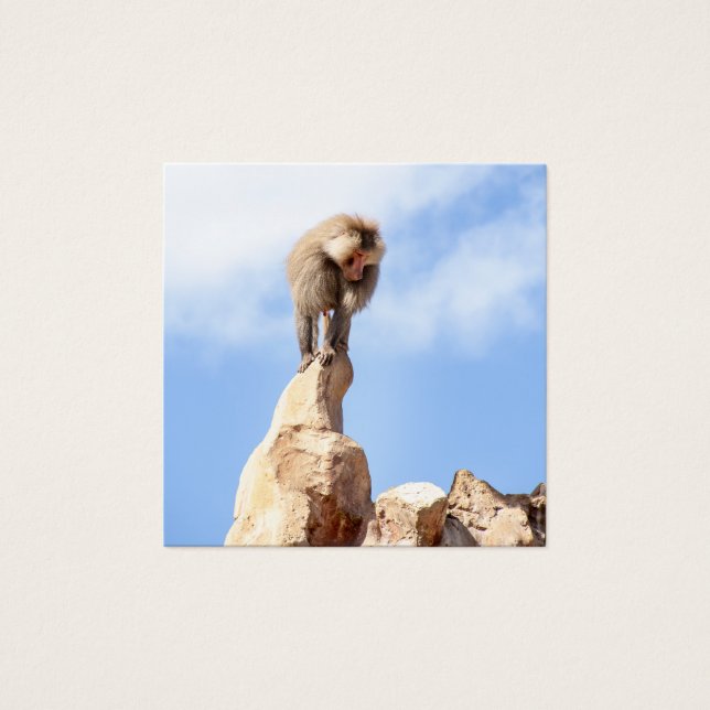 Baboon monkey on top of a mountain (Front)