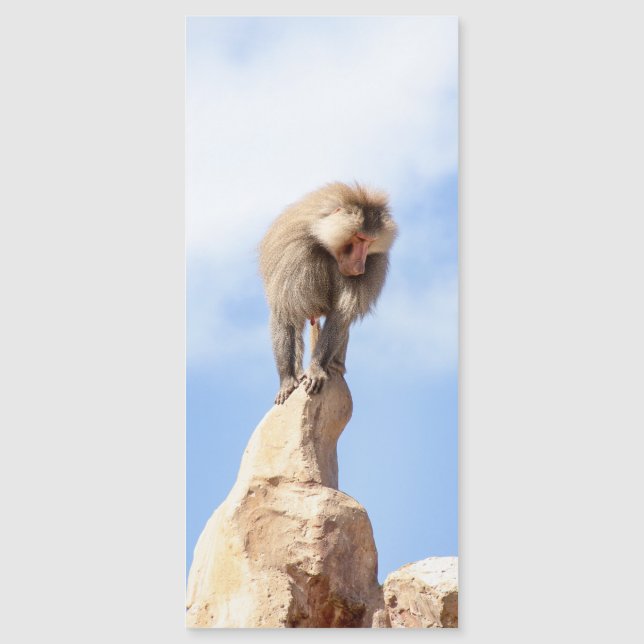 Baboon monkey on top of a mountain (Front)