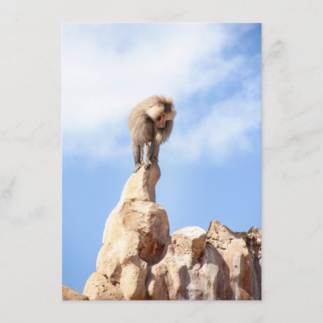 Baboon monkey on top of a mountain advice card (Front)