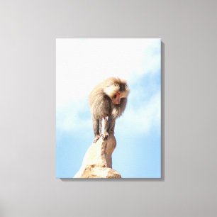 Baboon monkey on top of a mountain canvas print