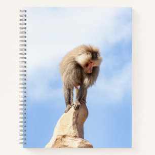 Baboon monkey on top of a mountain notebook