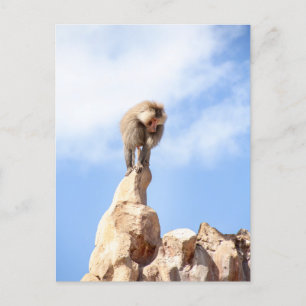 Baboon monkey on top of a mountain postcard