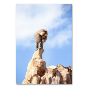 Baboon monkey on top of a mountain table number