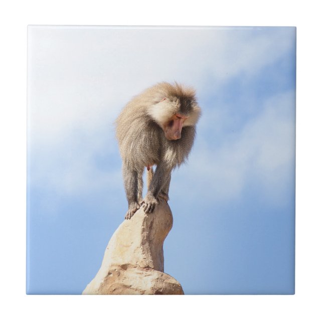 Baboon monkey on top of a mountain tile (Front)