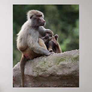 Baboon mother nursing her young poster