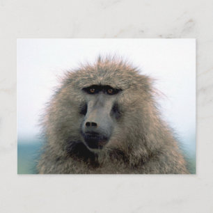 Baboon Postcard
