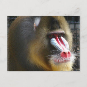 Baboon Postcard
