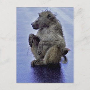 Baboon Sitting Postcard