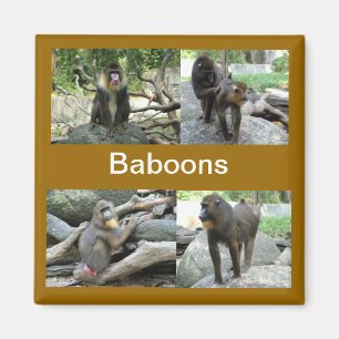 baboons magnet