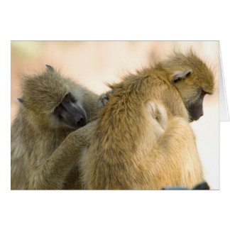 Baboons Sud Luwanga