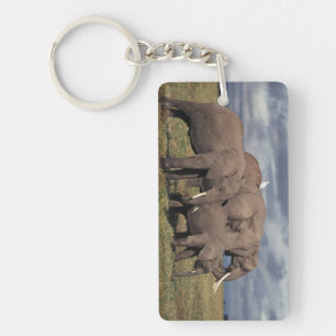Baby African Elephant avec famille