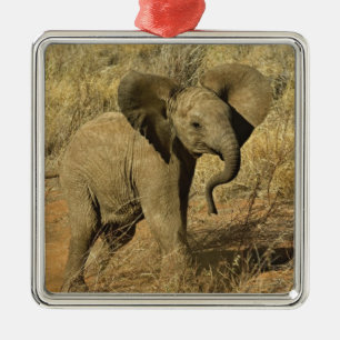 Baby African Elephant, Loxodonta Africana, Metal Ornament