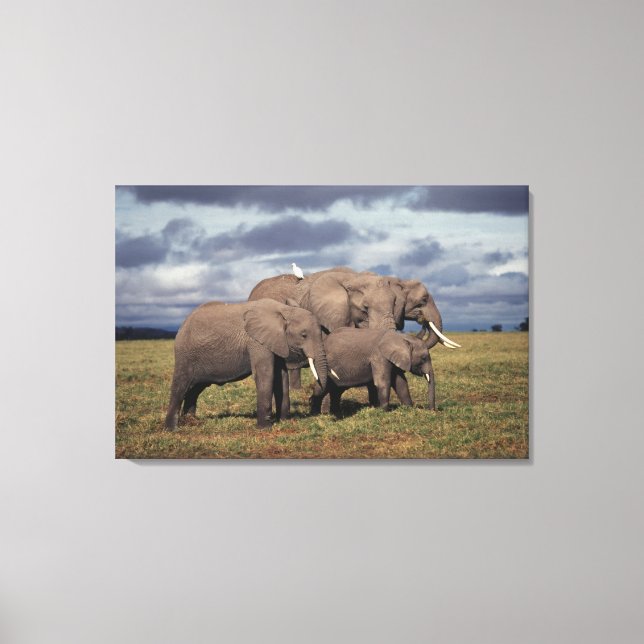 Baby African Elephant with family Canvas Print (Front)