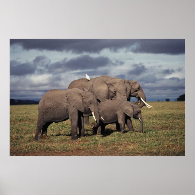 Baby African Elephant with family Poster (Front)