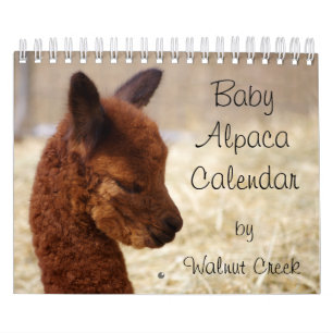 Baby Alpaca Calendrier 2023