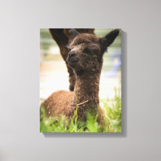 Baby Alpaca Canvas