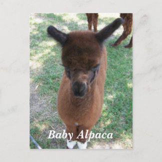 Baby Alpaca Gena Postcard