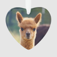 Baby Alpaca Heart Ornament