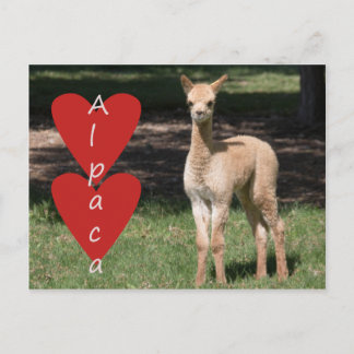 Baby alpaca love postcard