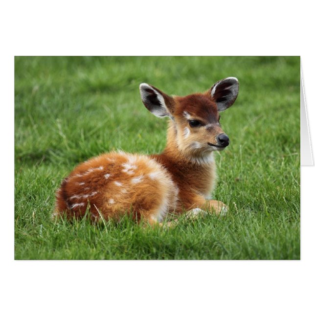 Baby Antelope (Devant horizontal)