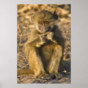 Baby Baboon Monkey Africa sitting Poster