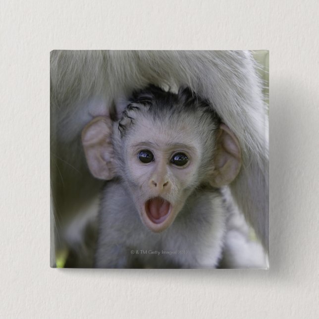 Baby baboon underneath its mother 2 inch square button (Front)