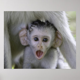 Baby baboon underneath its mother poster