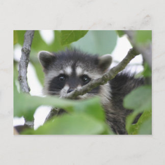 Baby Bandit! Postcard