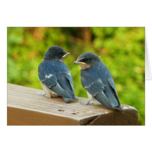 Baby Barn Swallows Nature Bird Photography