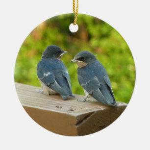 Baby Barn Swallows Nature Bird Photography Ceramic Ornament