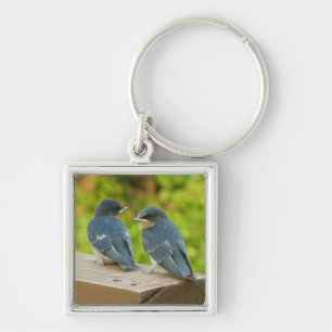 Baby Barn Swallows Nature Bird Photography Keychain