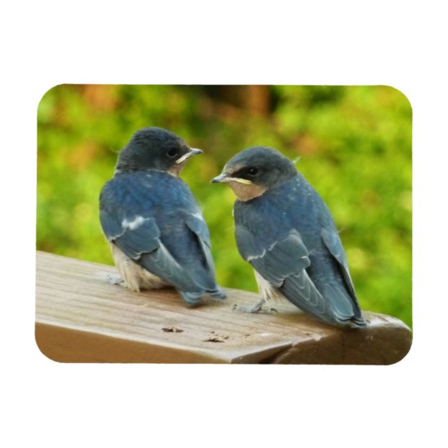 Baby Barn Swallows Nature Bird Photography Magnet (Horizontal)