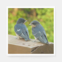 Baby Barn Swallows Nature Bird Photography