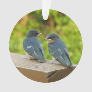 Baby Barn Swallows Nature Bird Photography Ornament