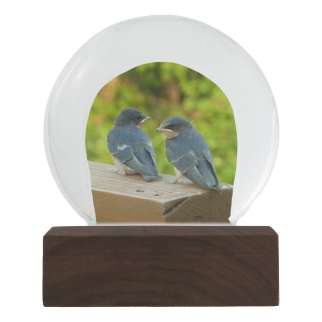 Baby Barn Swallows Nature Bird Photography Snow Globe (Front)