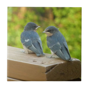 Baby Barn Swallows Nature Bird Photography Tile
