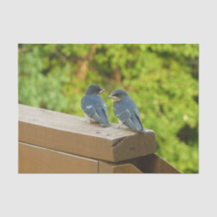 Baby Barn Swallows Nature Bird Photography Tissue Paper