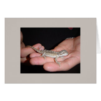 Baby Bearded Dragon