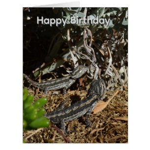 Baby Bearded Dragon Lizards, Big Birthday Card