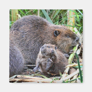 Baby Beaver and Family Photo Magnet