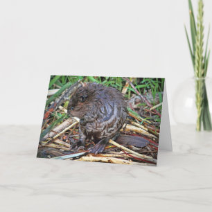 Baby Beaver Photo Card