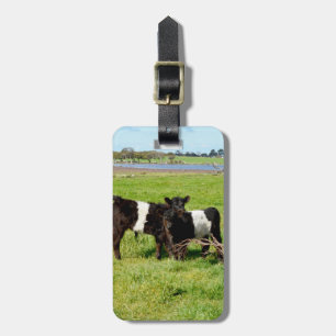 Baby Belted Galloway Calves, Luggage Tag