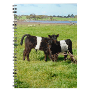Baby Belted Galloway Calves, Notebook