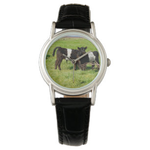 Baby Belted Galloway Cows In Country, Watch