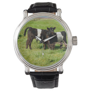 Baby Belted Galloway Cows In Country, Watch