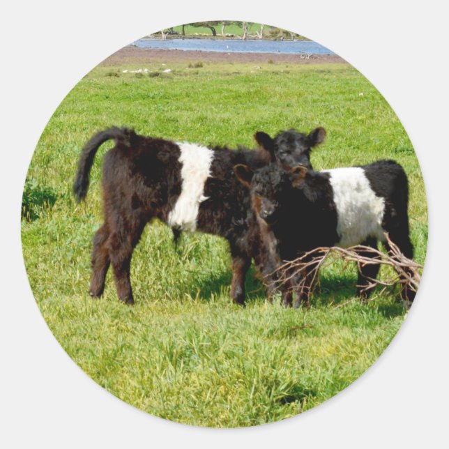 Baby Belted Galloway Cows, Round Stickers (Front)