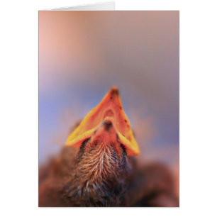 Baby Bird 2